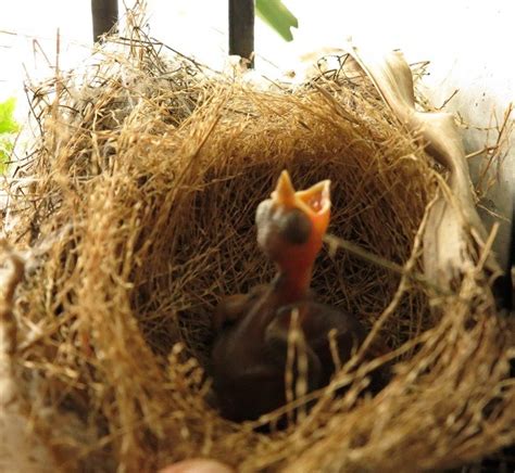 鳥來築巢 風水|鳥築巢風水：提升居家能量的秘訣【鳥築巢風水】 – 香港 算命師。